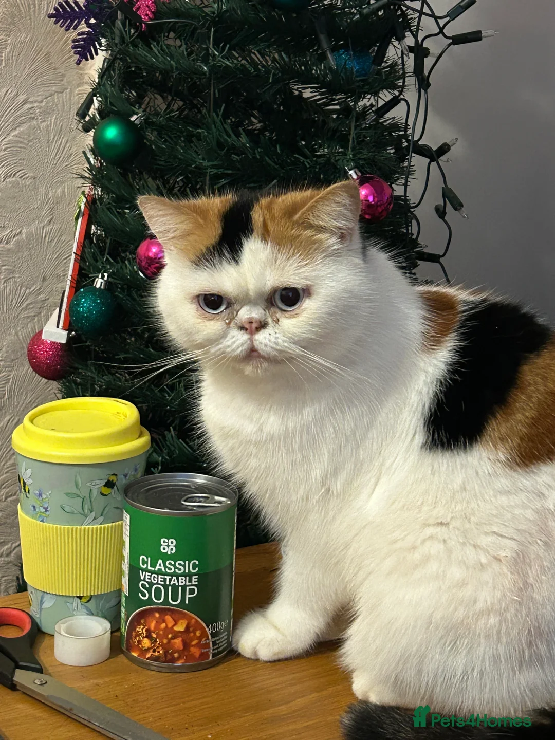 Exotic cats for sale: Mrs Phipp in Yeovil - Advert 1