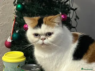 Exotic cats Mrs Phipp in Yeovil - Advert 1