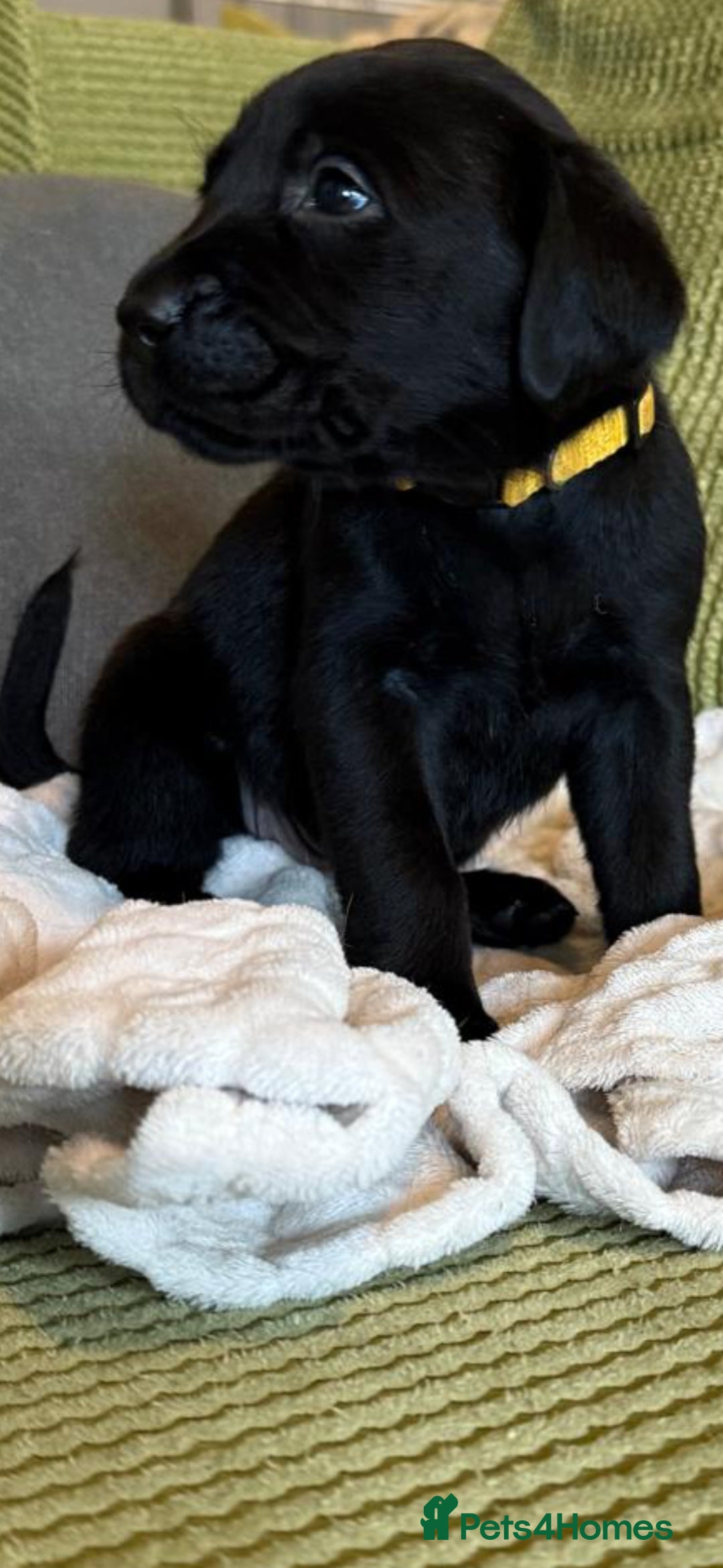 Labrador Retriever dogs for sale: LABRADOR PUPPYS 5WEEKS READY TO VIEW - Image 5