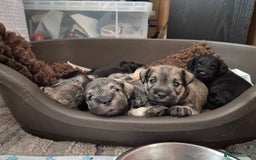 Miniature Schnauzer dogs for sale: Miniature Schnauzer puppies kc reg Ready to view - Image 19