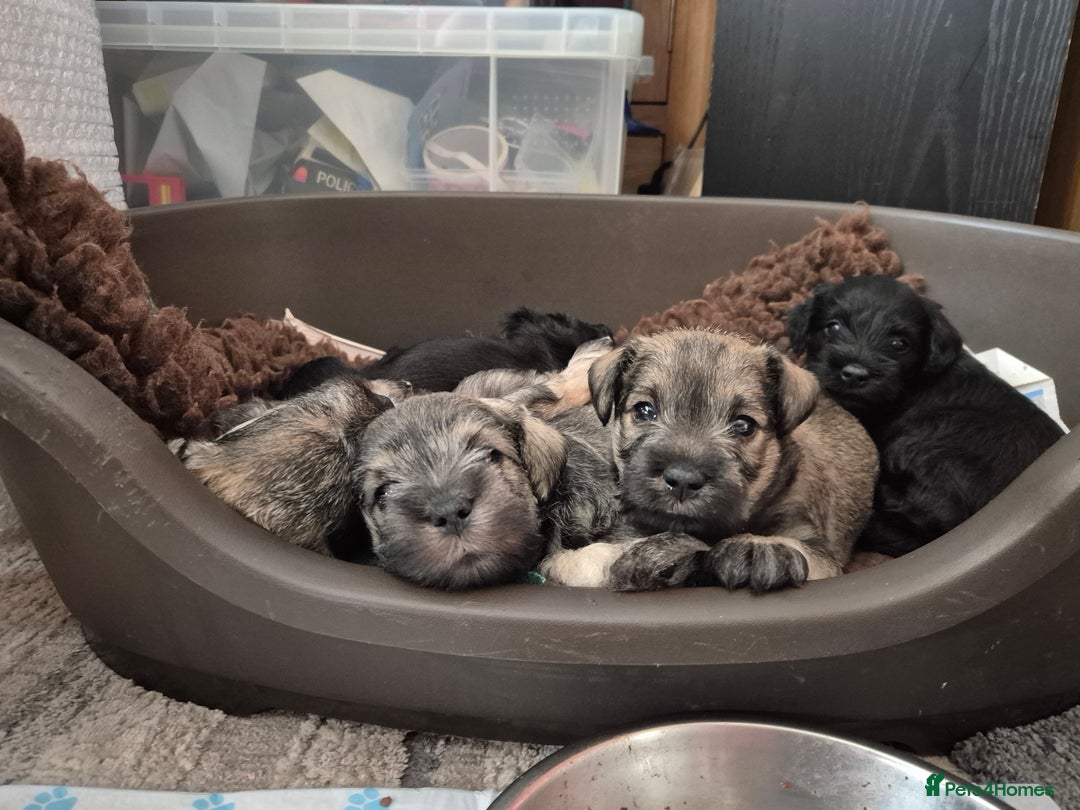 Miniature Schnauzer dogs for sale: Miniature Schnauzer puppies kc reg Ready to view - Image 19