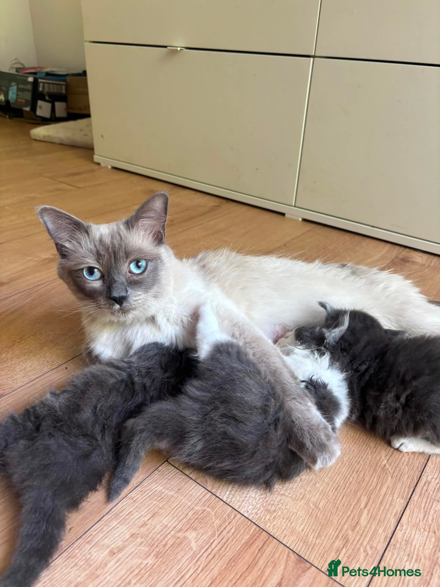 Ragdoll cats Ragdoll x British Shorthair  - Advert 2
