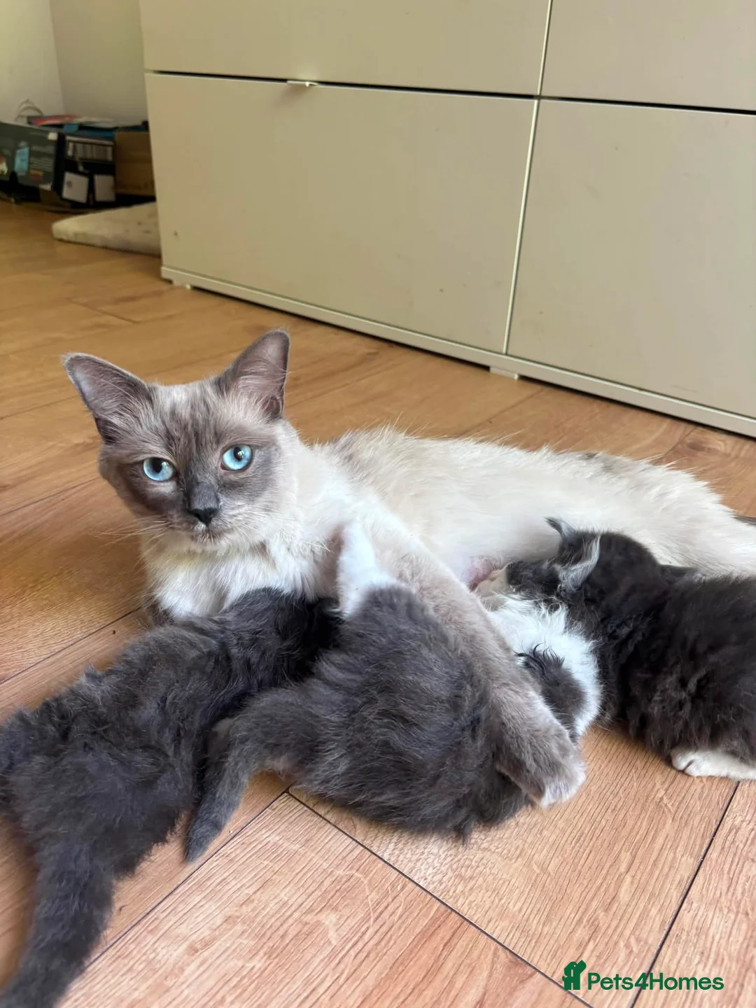 Ragdoll cats for sale: Ragdoll x British Shorthair  - Advert 1