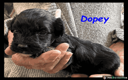 Yorkiepoo dogs for sale:  Adorable YorkiePoo Pups Looking for Loving Homes  - Image 10