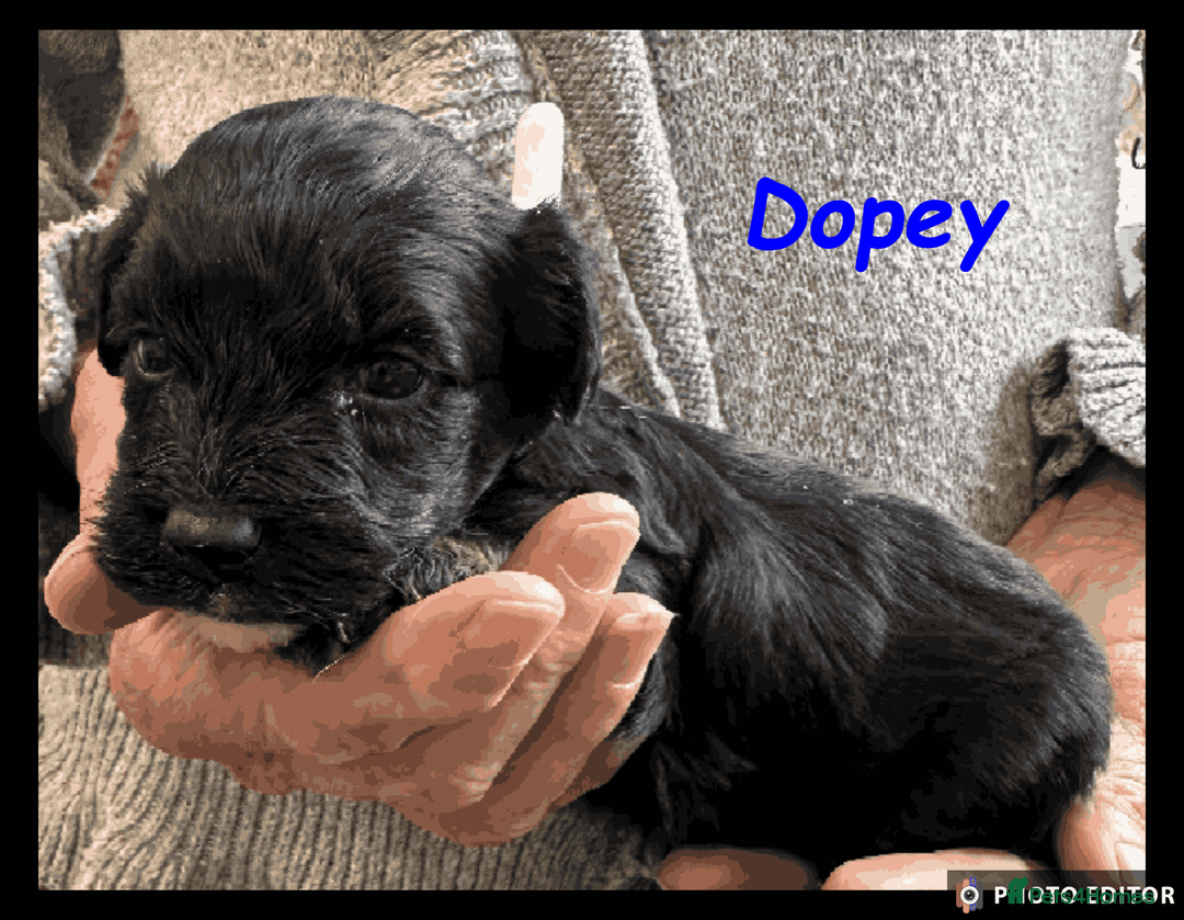 Yorkiepoo dogs for sale:  Adorable YorkiePoo Pups Looking for Loving Homes  - Image 10