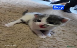 Russian Blue cats for sale: Russian blue cross - Image 3
