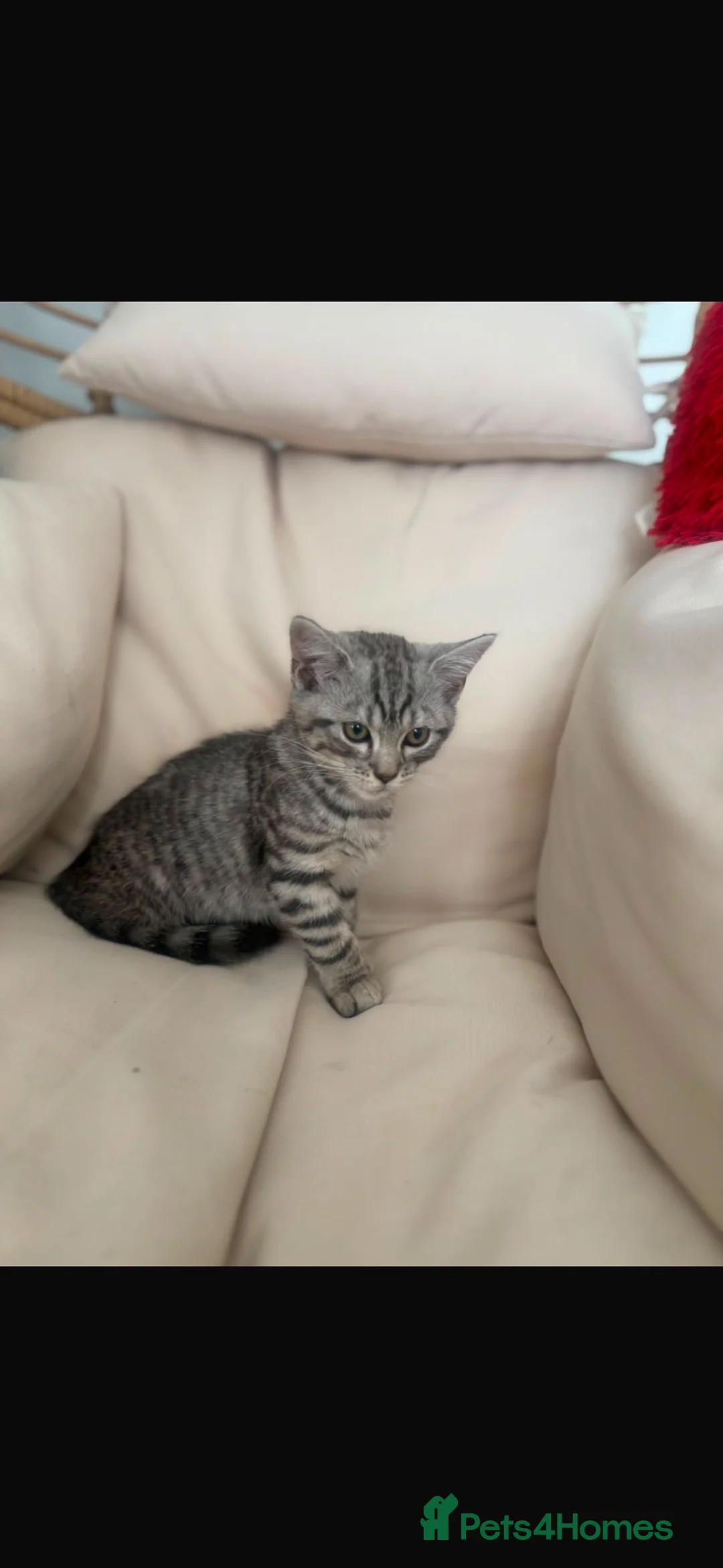 Scottish Fold cats for sale: Scottish straight kittens for sale  - Advert 2