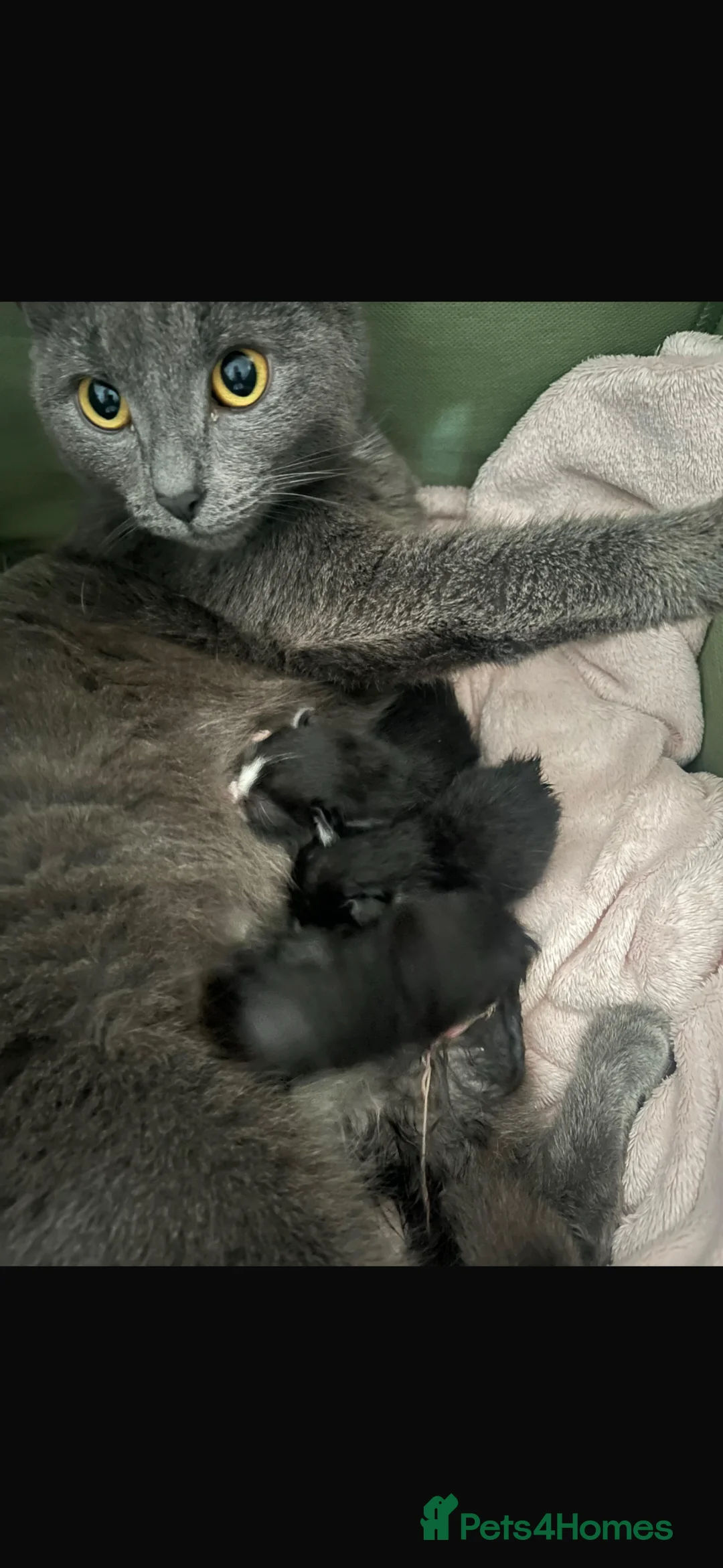 Mixed Breed cats for sale: 2 gorgeous kittens - Advert 11