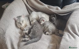 Scottish Fold cats for sale: Scottish Fold Kittens  - Image 1