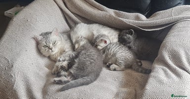Scottish Fold cats - Advert 1