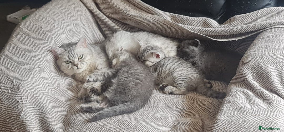 Scottish Fold cats for sale: Scottish Fold Kittens  - Image 1