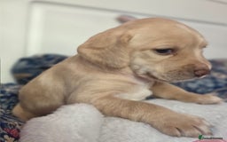 Mixed Breed dogs for sale: Cocker Spaniel Puppies – 4 Weeks Old - reserve now - Advert 17