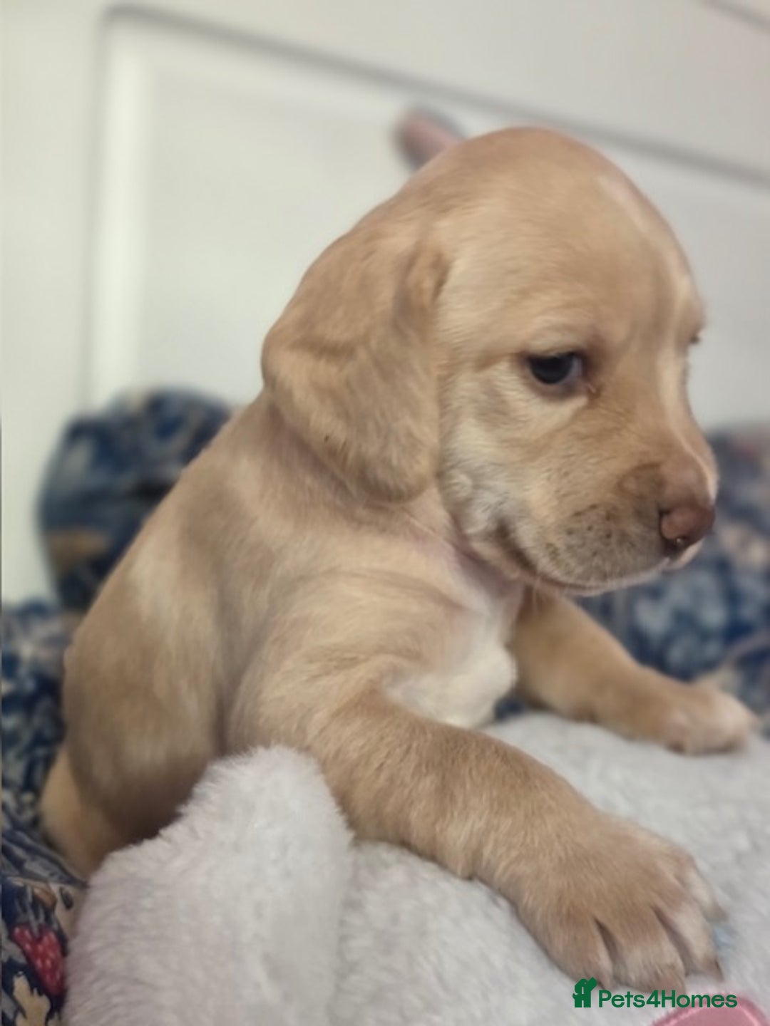 Mixed Breed dogs for sale: Cocker Spaniel Puppies – 4 Weeks Old - reserve now - Advert 17