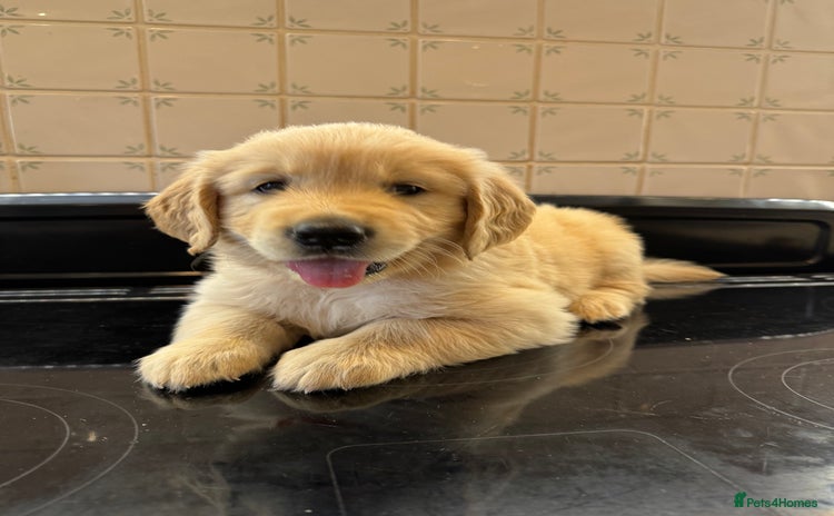 Golden Retriever dogs - Advert 1