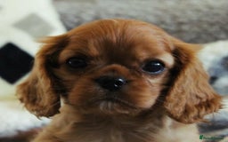 Cavalier King Charles Spaniel dogs for sale: High quality Cavalier King Charles Spaniel Puppies - Image 8