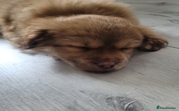 Mixed Breed dogs for sale: Pekingese mix breed puppies  - Advert 11
