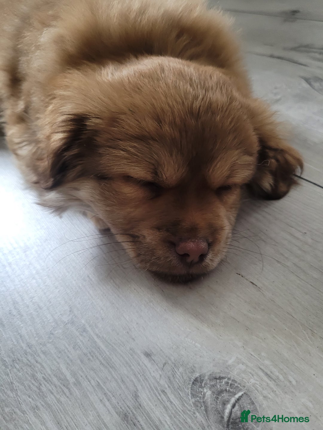 Mixed Breed dogs for sale: Pekingese mix breed puppies  - Advert 11