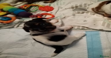 Mixed Breed dogs - Advert 5