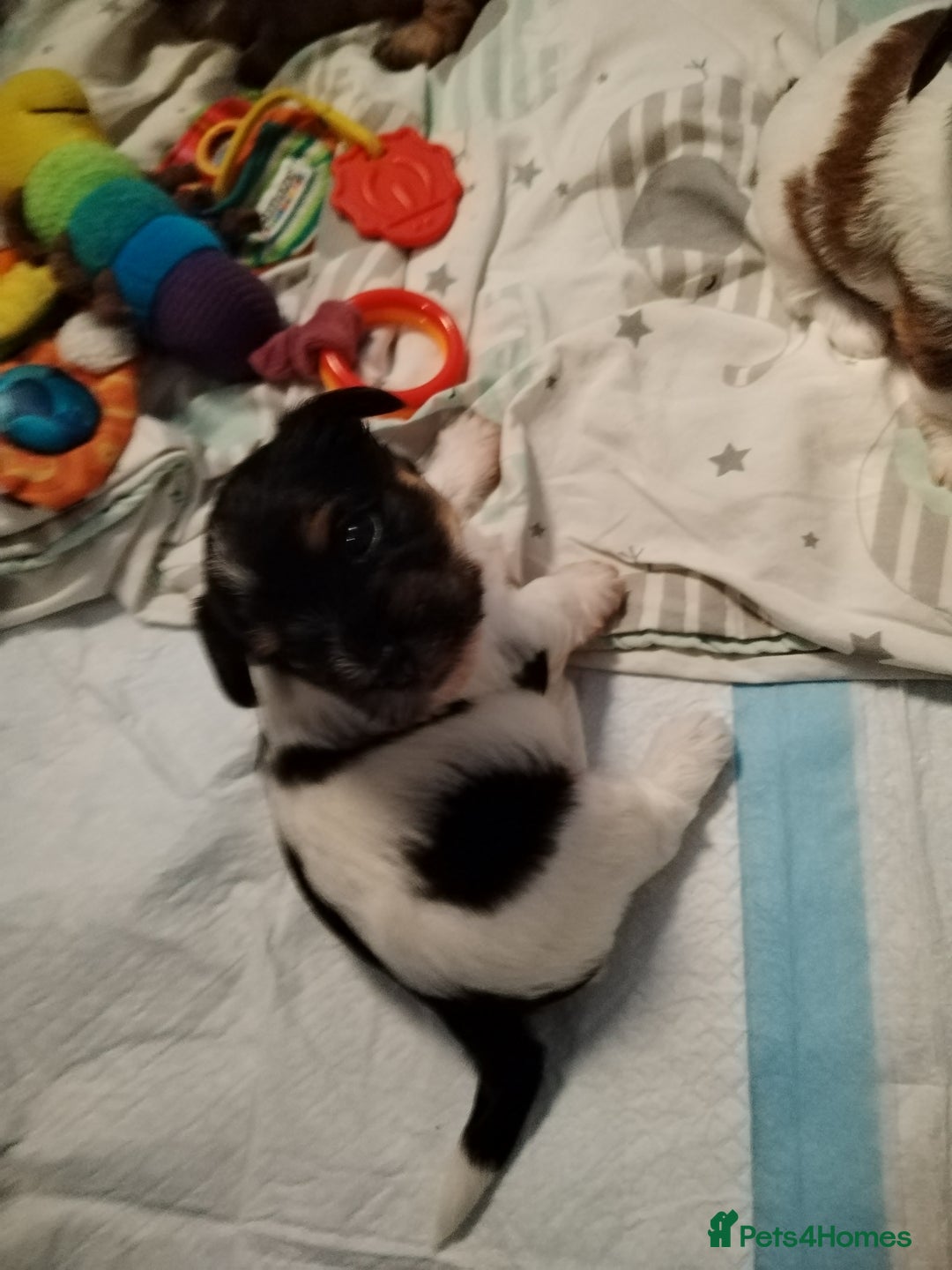 Mixed Breed dogs for sale: Yorkshire Terrier Colourful (Biewer) Puppies - Image 2