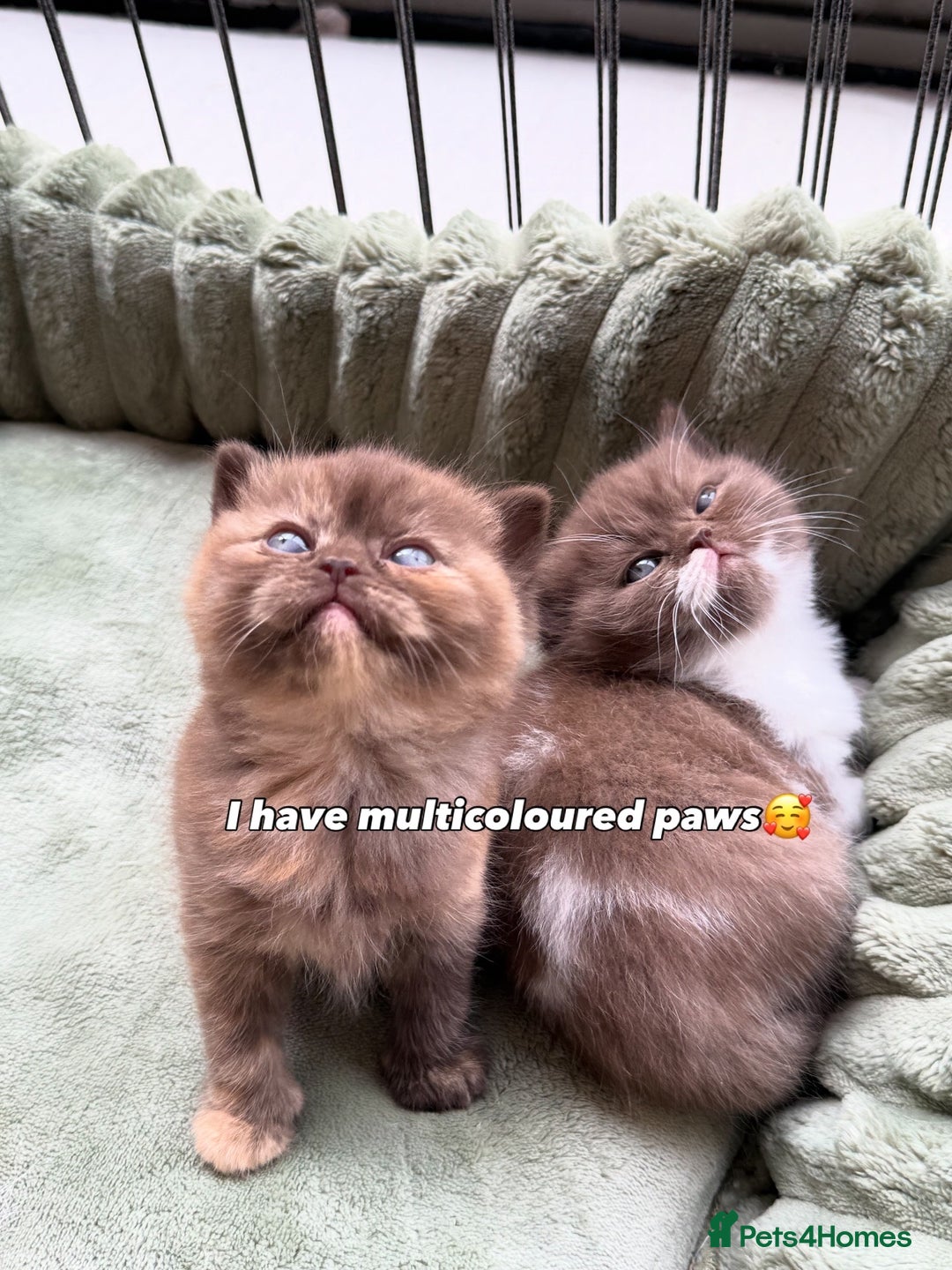 British Shorthair cats for sale: Chocolate brown cinnamon tortie British Kittens - Advert 35