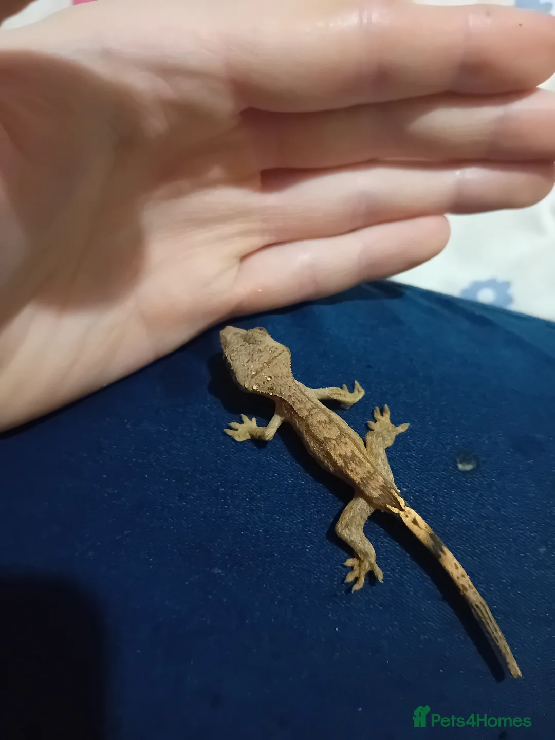 Lizard reptiles for sale: Several baby crested geckos for sale - Advert 6