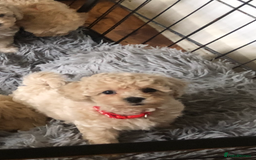 Poochon dogs for sale: Poochon pups for sale - Image 10