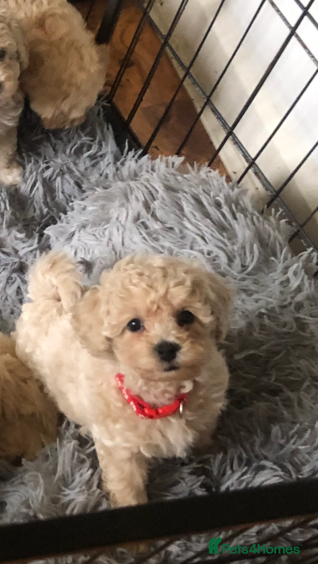 Poochon dogs for sale: Poochon pups for sale - Image 10