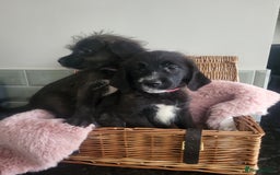 Mixed Breed dogs for sale: St Bernadoodle -READY NOW 🥰 1 Girl remaining 🩷 - Image 4