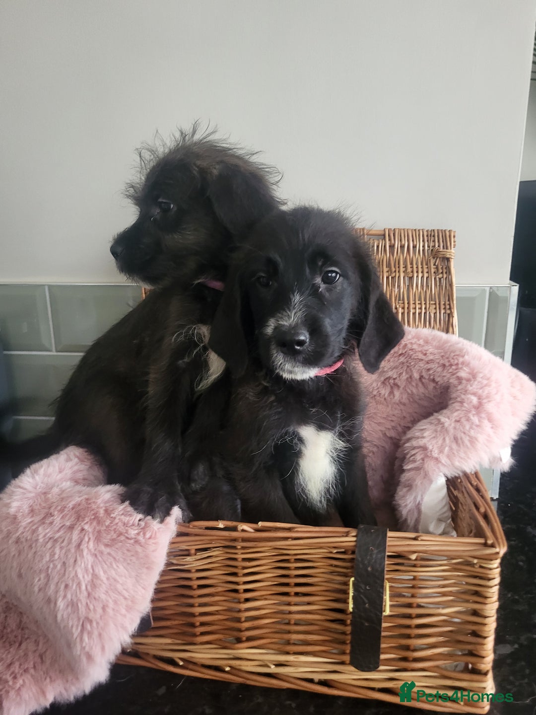 Mixed Breed dogs for sale: St Bernadoodle -READY NOW 🥰 1 Girl remaining 🩷 - Image 4