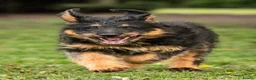 Mixed Breed dogs for sale: Fabulous Shepadoodles 2 stunning girls  - Advert 23