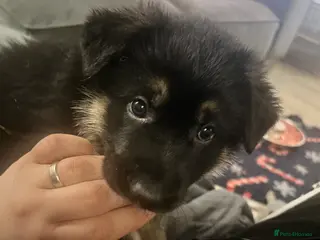 German Shepherd dogs Beautiful KC REG German Shepherd Pups - Advert 6