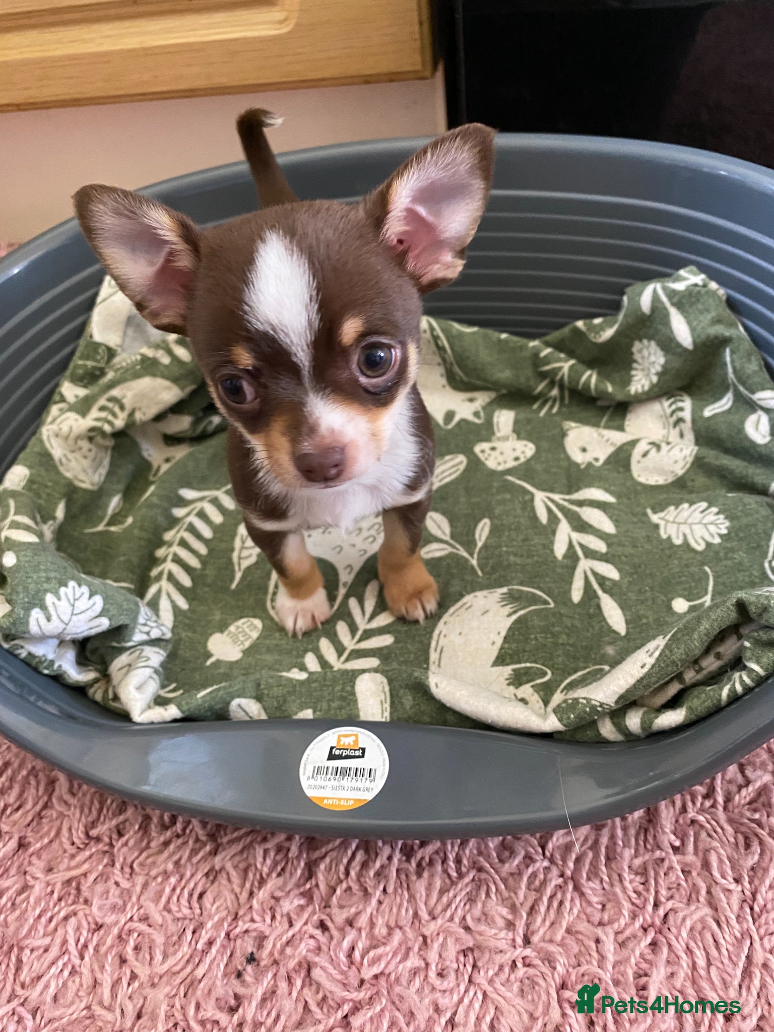 Chihuahua dogs for sale: chihuahua puppies for sale  - Advert 7