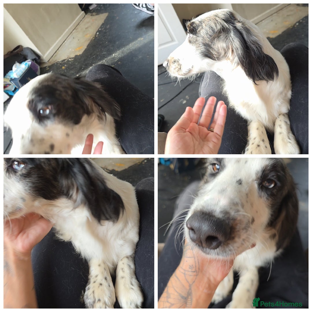 Sprocker dogs for sale: Sprocker brothers - Advert 4
