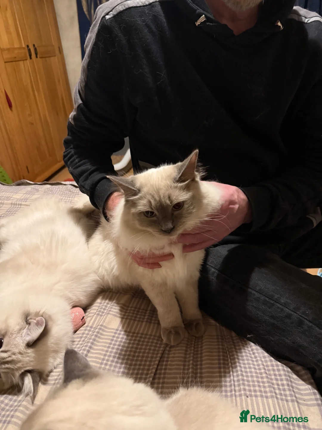 Ragdoll cats for sale: Ragdoll  - Advert 2