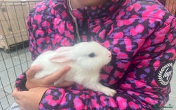 Dutch rabbits for sale: Baby rabbits for sale  - Image 1