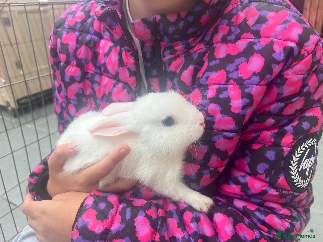 Dutch rabbits for sale: Baby rabbits for sale  - Image 1