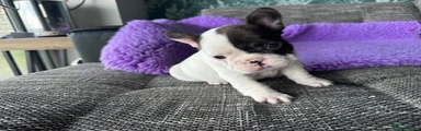 French Bulldog Puppy 2