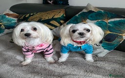Maltese dogs for sale: 🌟KC STUNNING half-Korean Maltese puppies 🌟 - Image 15