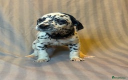 Dalmatian dogs for sale: Ready to Home Dalmatian Puppies  - Image 27