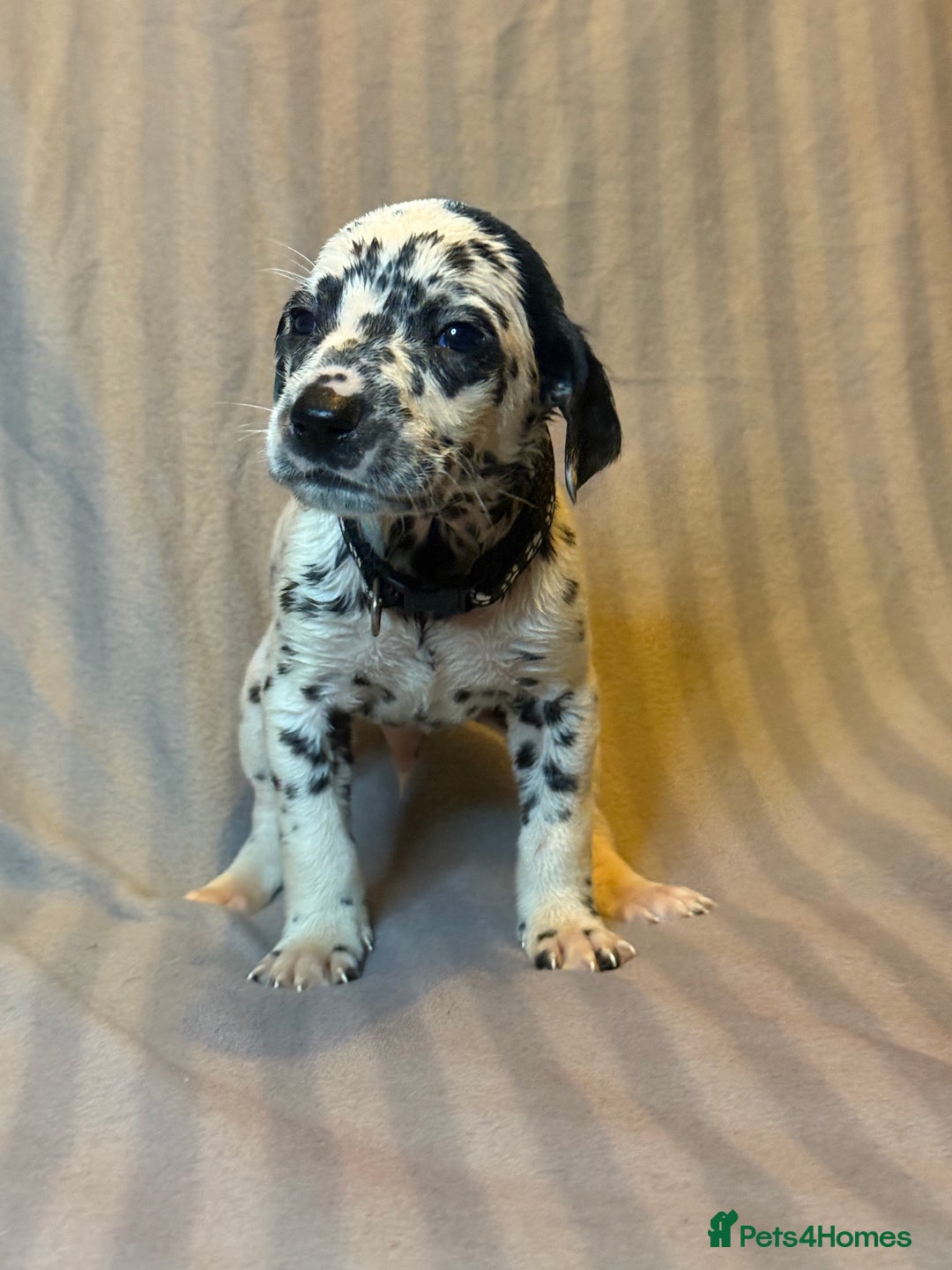 Dalmatian dogs for sale: Ready to Home Dalmatian Puppies  - Image 27