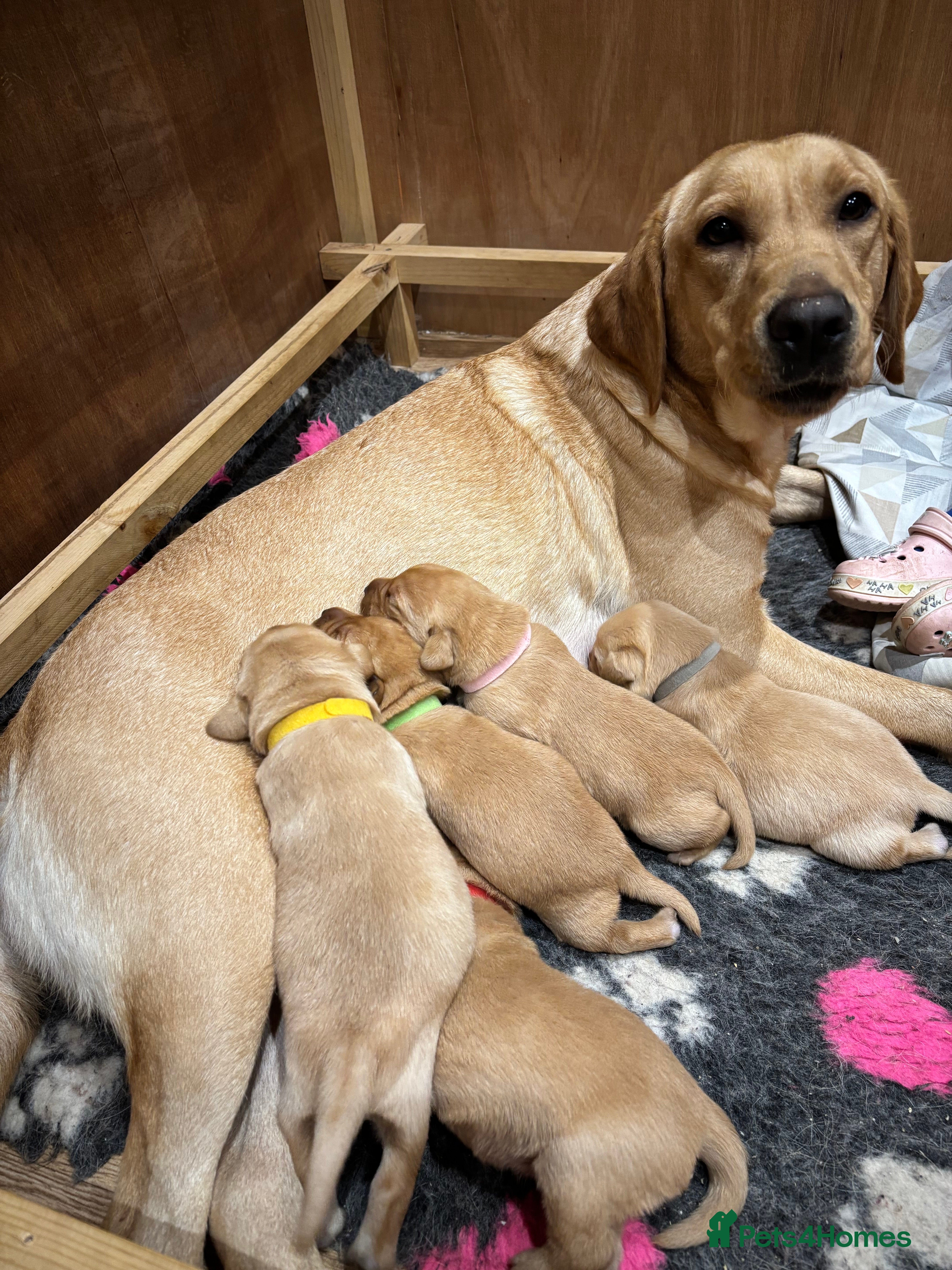 Labrador Retriever dogs Beautiful Labrador Puppies - Advert 5