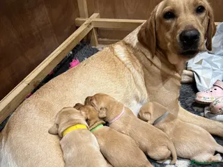 Labrador Retriever dogs Beautiful Labrador Puppies - Advert 5