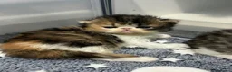 Exotic cats for sale:  ** 🔥OUTSTANDING EXOTIC SHORTHAIRS 🔥 - Advert 6