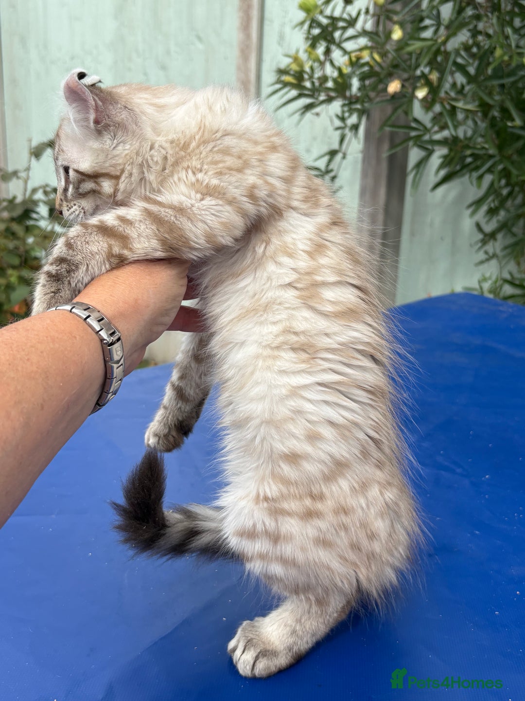 Keetso cats for sale: Stunning polydactyl longhaired snow leopard Keetso - Image 27