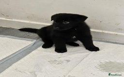 German Shepherd dogs for sale: German shepherd puppies - Image 7