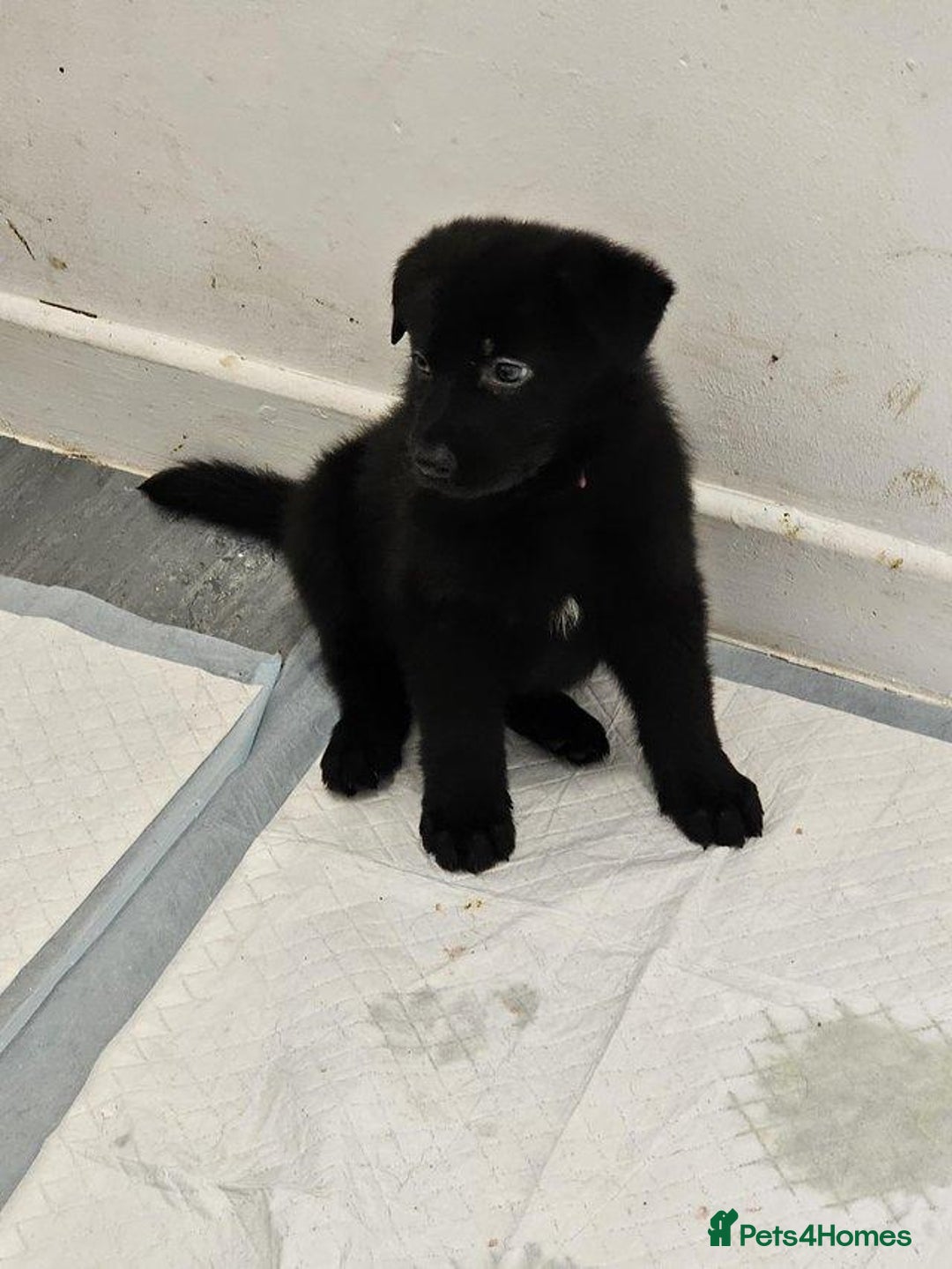 German Shepherd dogs for sale: German shepherd puppies - Image 7