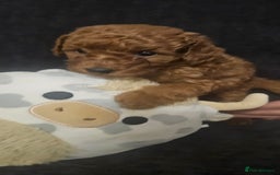 Toy Poodle dogs for sale: Deep red gorgeous Toy poodle boy - Image 6