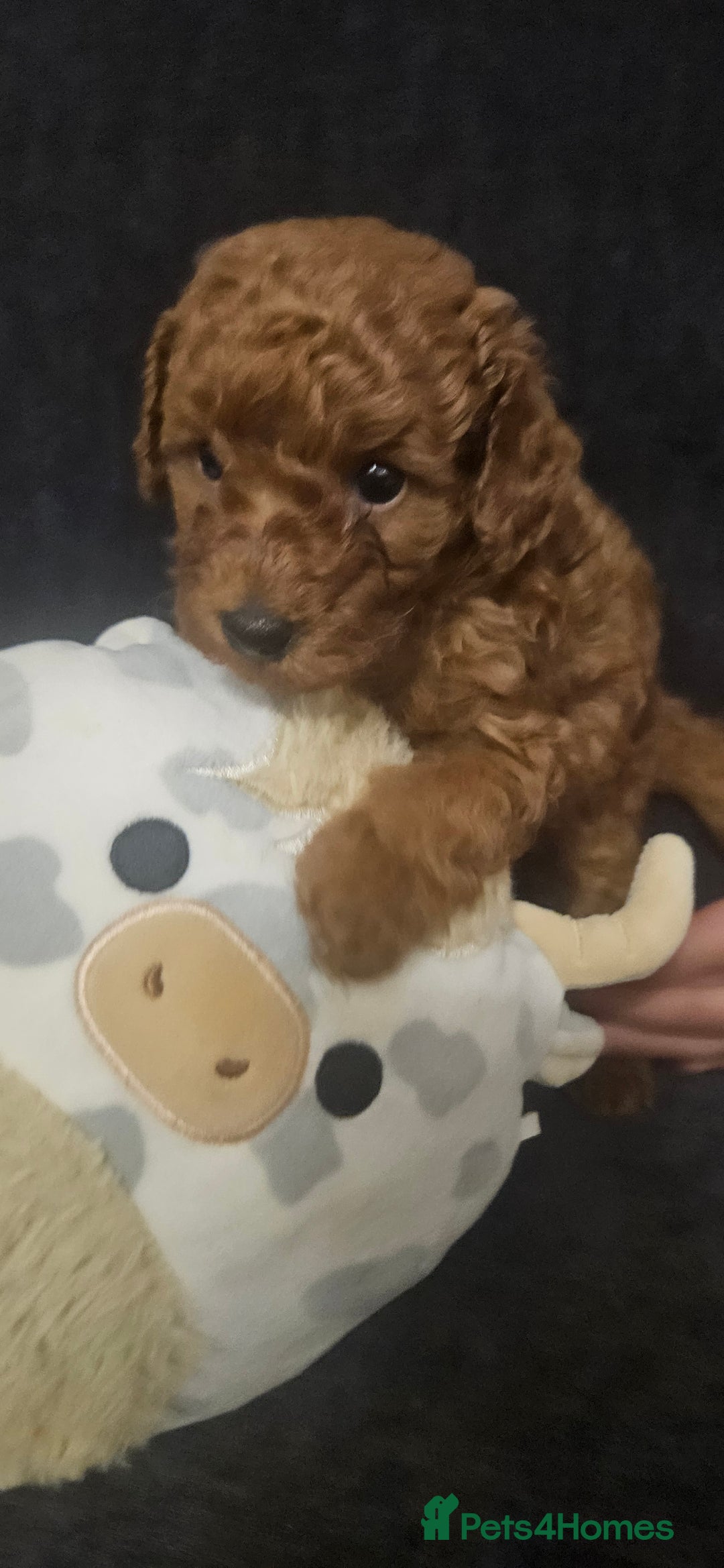 Toy Poodle dogs for sale: Deep red gorgeous Toy poodle boy - Image 6