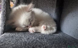 Maine Coon cats for sale: Maine coon - Image 8