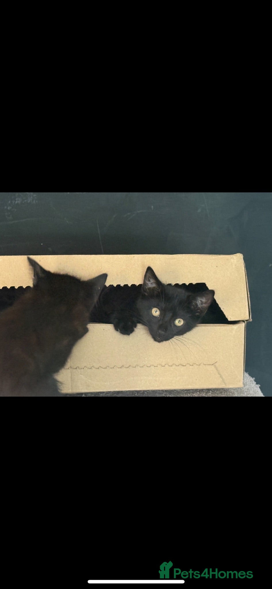 Mixed Breed cats six beautiful black kittens - Advert 1